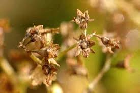 Attēlu rezultāti vaicājumam “Alchemilla vulgaris aggr. bud”