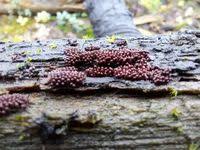 Attēlu rezultāti vaicājumam “Arcyria incarnata”