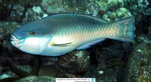 Image result for Chlorurus perspicillatus