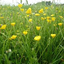 Attēlu rezultāti vaicājumam “Ranunculus bulbosus flower”