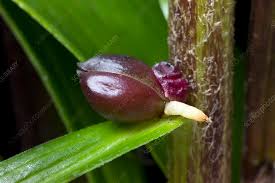 Attēlu rezultāti vaicājumam “Lilium lancifolium bud”