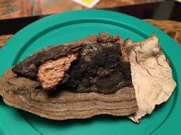 Attēlu rezultāti vaicājumam “Hymenochaete tabacina”