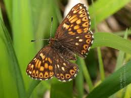 Attēlu rezultāti vaicājumam “Hamearis lucina underside”