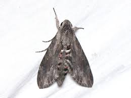 Attēlu rezultāti vaicājumam “Agrius convolvuli”