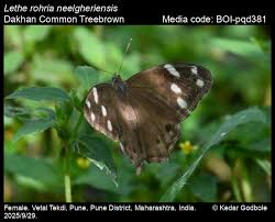 Attēlu rezultāti vaicājumam “Leiocolea rutheana”