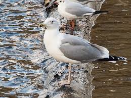 Image result for Larus cachinnans