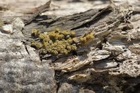 Attēlu rezultāti vaicājumam “Trichia contorta sessile”