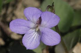 Attēlu rezultāti vaicājumam “Viola rupestris flower”