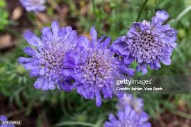 Image result for Scabiosa col.`Butterfly Blue`