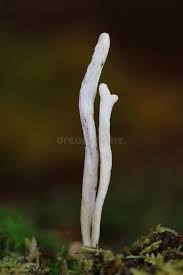 Attēlu rezultāti vaicājumam “Clavulina rugosa”