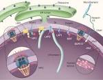 Overview of <b>nuclear envelope</b>