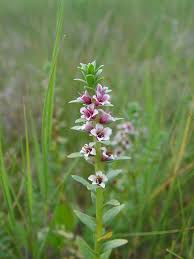 Attēlu rezultāti vaicājumam “Glaux maritima flower”