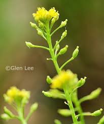 Attēlu rezultāti vaicājumam “Rorippa palustris flower”