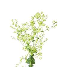 Attēlu rezultāti vaicājumam “Perizoma alchemilla”