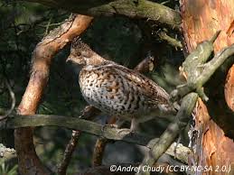 Attēlu rezultāti vaicājumam “Bonasa bonasia eggs”
