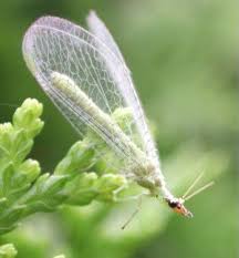 Attēlu rezultāti vaicājumam “Hemerobiidae”