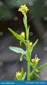 Attēlu rezultāti vaicājumam “Sisymbrium volgense”