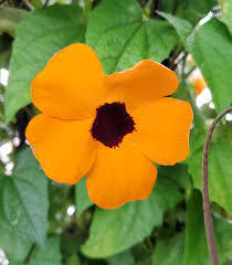 Image result for Thunbergia alata
