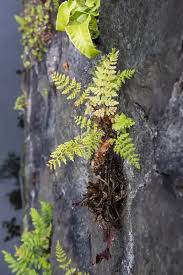 Attēlu rezultāti vaicājumam “Cystopteris fragilis”