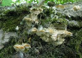 Attēlu rezultāti vaicājumam “Coriolopsis trogii”