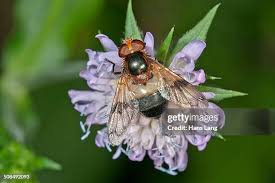 Attēlu rezultāti vaicājumam “Volucella pellucens”