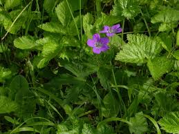 Attēlu rezultāti vaicājumam “Geranium sylvaticum”
