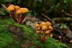 Attēlu rezultāti vaicājumam “Gymnopilus picreus”