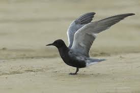 Attēlu rezultāti vaicājumam “Chlidonias niger”