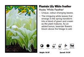 Image result for Hosta White Feather