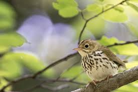 Image result for Seiurus aurocapilla