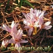 Attēlu rezultāti vaicājumam “Colchicum szovitsii subsp. szovitsii”