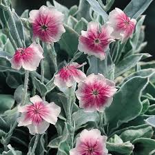Image result for Lychnis coronaria
