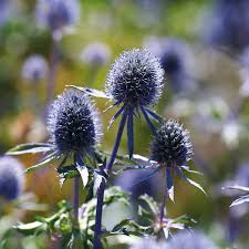 Image result for Blaudistel