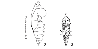 Attēlu rezultāti vaicājumam “Abraxas grossulariata pupa”