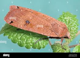 Attēlu rezultāti vaicājumam “Noctua pronuba”