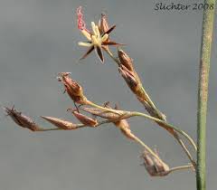 Attēlu rezultāti vaicājumam “Juncus balticus”