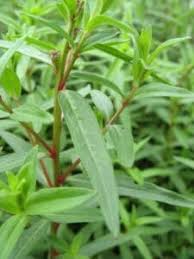 Attēlu rezultāti vaicājumam “Lythrum salicaria leaf”