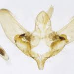 Attēlu rezultāti vaicājumam “Anania stachydalis”