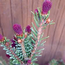 Attēlu rezultāti vaicājumam “Picea abies fo. virgata”