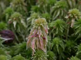 Attēlu rezultāti vaicājumam “Sphagnum quinquefarium”