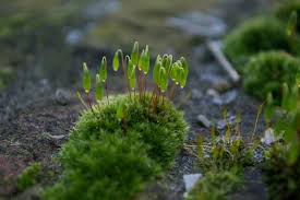 Attēlu rezultāti vaicājumam “Bryum argenteum sporophyte”