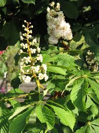 Attēlu rezultāti vaicājumam “Aesculus hippocastanum”