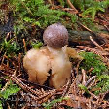 Attēlu rezultāti vaicājumam “Geastrum quadrifidum”