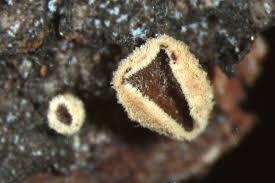 Attēlu rezultāti vaicājumam “Lachnellula willkommii”