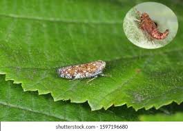 Attēlu rezultāti vaicājumam “Macrosteles sp. imago”