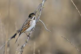 Attēlu rezultāti vaicājumam “Emberiza schoeniclus male”