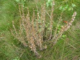 Attēlu rezultāti vaicājumam “Gnaphalium sylvaticum”