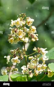 Attēlu rezultāti vaicājumam “Catalpa ovata flower”