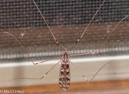 Attēlu rezultāti vaicājumam “Limoniidae”