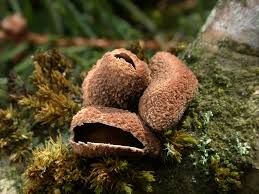 Attēlu rezultāti vaicājumam “Encoelia furfuracea”